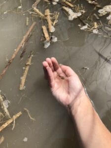 El proyecto Emys localiza dos tortugas de agua ibéricas en el marjal de Rafalell i Vistabella